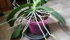 Wszystko o korzeniach orchidei