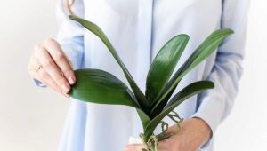 Wszystko o liściach orchidei