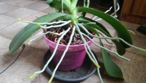 Wszystko o korzeniach powietrznych orchidei