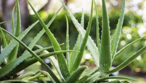 Aloe vera: jak wygląda, jak przeszczepić i odpowiednio pielęgnować?