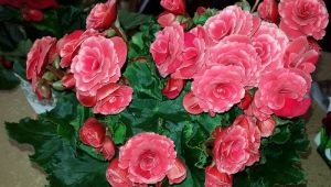 Begonia elatior: gatunek, pielęgnacja i rozmnażanie