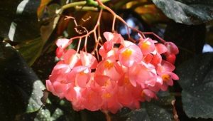Bégonia corail : description, plantation et conseils de culture