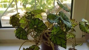 Bégonia tigre: description, plantation et entretien