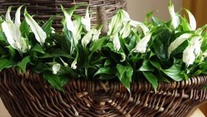 Choroby Spathiphyllum i metody leczenia