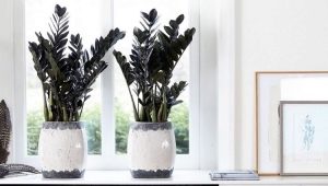 Czarne zamioculcas: cechy odmiany i uprawa