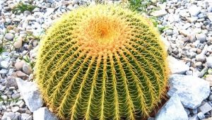 Echinocactus Gruzona: opis, rodzaje i pielęgnacja