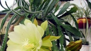Epiphyllum: charakterystyka, rodzaje, uprawa i rozmnażanie