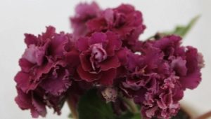 Violet Bohemia: opis i cechy uprawy