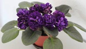 Violet Black Pearl: opis odmiany, cechy sadzenia i pielęgnacji