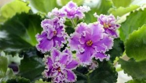 Violet Esmeralda: opis i uprawa