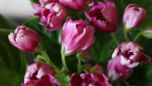 Tulipan Violet Magic: opis odmiany i wskazówki dotyczące pielęgnacji