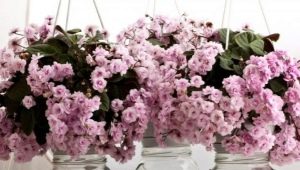 Violets Rob's Vanilla Trail: opis odmiany, cechy sadzenia i pielęgnacji