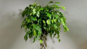 Ficus Benjamin: charakterystyka, odmiany i zasady opieki