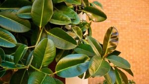 Figowiec gumowy: cechy, odmiany i zasady uprawy