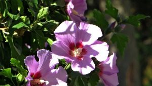 Hibiskus syryjski: opis, odmiany i subtelności uprawy