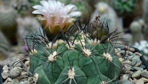 Gymnocalycium: odmiany i subtelności pielęgnacji