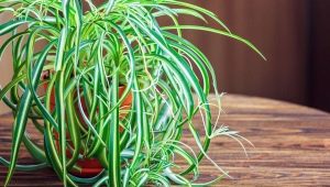 Czubatka Chlorophytum: opis i zalecenia dotyczące uprawy