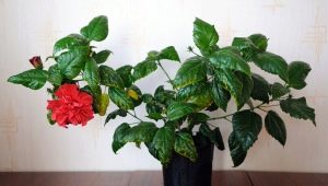 Jak prawidłowo rozmnażać hibiskus?