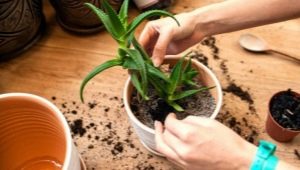 Jak prawidłowo przeszczepić aloes?