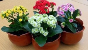 Comment bien arroser le Kalanchoe ?