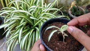 Jak rozmnażać chlorophytum?