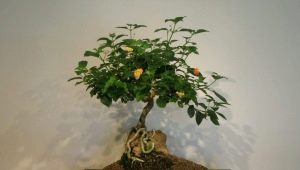 Jak wyhodować bonsai z nasion w domu?