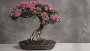 Jak uprawiać sakura bonsai?