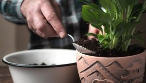 Jaka gleba nadaje się do uprawy spathiphyllum?