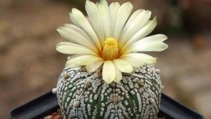 Cactus Astrophytum: rodzaje i subtelności uprawy