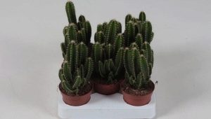 Kaktus Cereus: rodzaje i pielęgnacja w domu