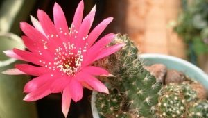 Kaktus Echinopsis: rodzaje i pielęgnacja w domu