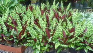 Calathea lansifolia: opis, pielęgnacja i cechy kwitnienia