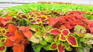 Coleus Wizard: opis, odmiany i zasady opieki