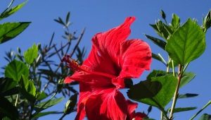 Hibiskus wewnętrzny: rodzaje, sadzenie i pielęgnacja