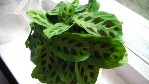 Arrowroot dwukolorowy: opis, pielęgnacja, reprodukcja