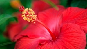 Metody leczenia hibiskusa na choroby i szkodniki