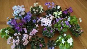 Mini fiołki: odmiany i pielęgnacja domowa