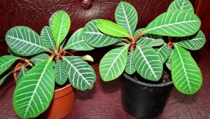 Euphorbia z białymi żyłkami: opis i zalecenia dotyczące pielęgnacji