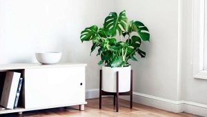Monstera: odmiany i ich cechy, cechy sadzenia i pielęgnacji