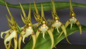Brassia orchidea: cechy, rodzaje i pielęgnacja