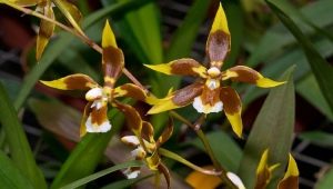 Storczyk Odontoglossum: opis i pielęgnacja w domu
