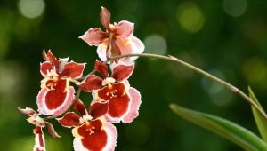 Oncidium storczyków: opis, rodzaje i pielęgnacja