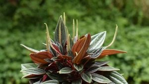 Peperomia: opis, rodzaje, reprodukcja i pielęgnacja