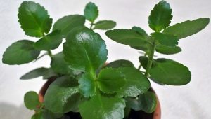 Pourquoi Kalanchoe ne fleurit-il pas et que faire ?