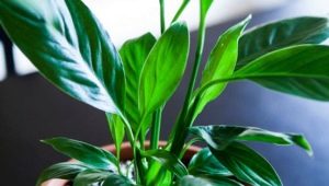 Dlaczego spathiphyllum (kobiece szczęście) nie kwitnie i jak właściwie się nim opiekować?