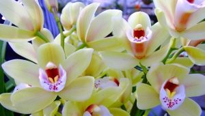 Jak długo kwitnie orchidea i jak przedłużyć kwitnienie?