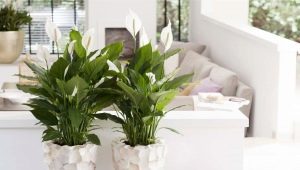 Spathiphyllum Sensation: charakterystyka odmiany i cechy jej uprawy