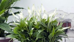 Rodzaje i odmiany spathiphyllum