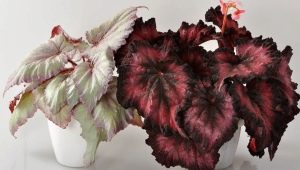 Tout sur les bégonias feuillus décoratifs