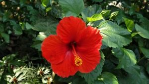 Wszystko o hibiskusie ogrodowym